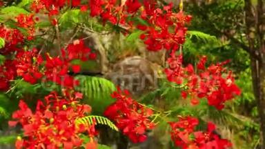 火焰树皇家波辛西亚鲜艳的红花高清画面